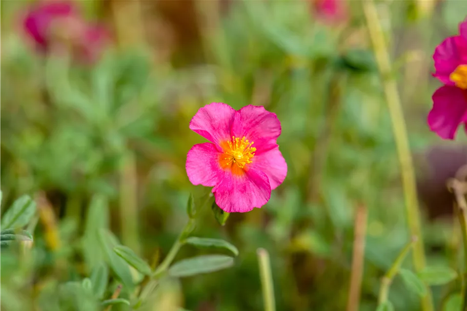 Helianthemum 'Ben Hope'