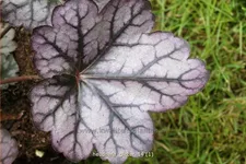 Heuchera 'Glitter'