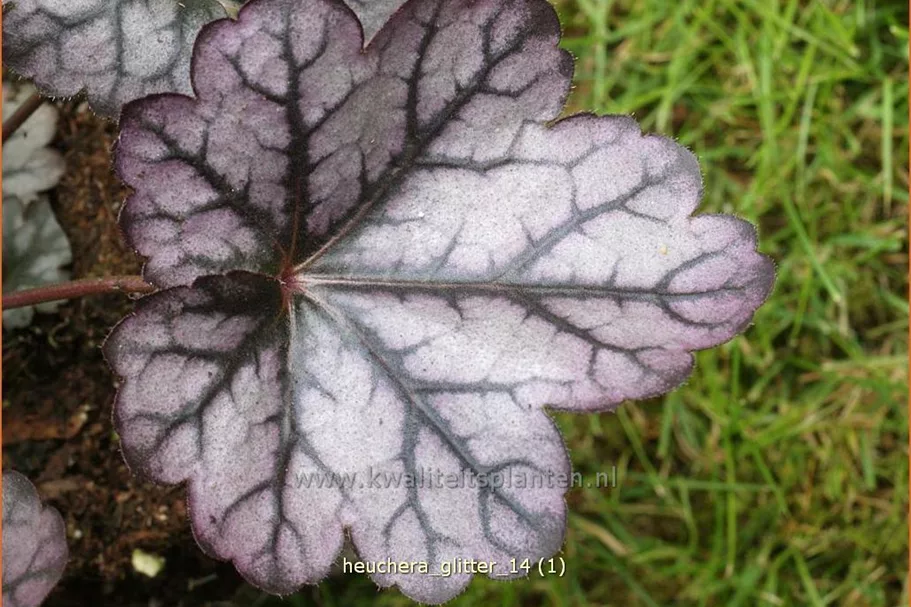 Heuchera 'Glitter'