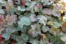 Heuchera americana 'Dale´s Strain'