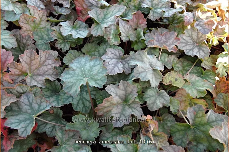 Heuchera americana 'Dale´s Strain'