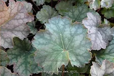 Heuchera americana 'Dale´s Strain'