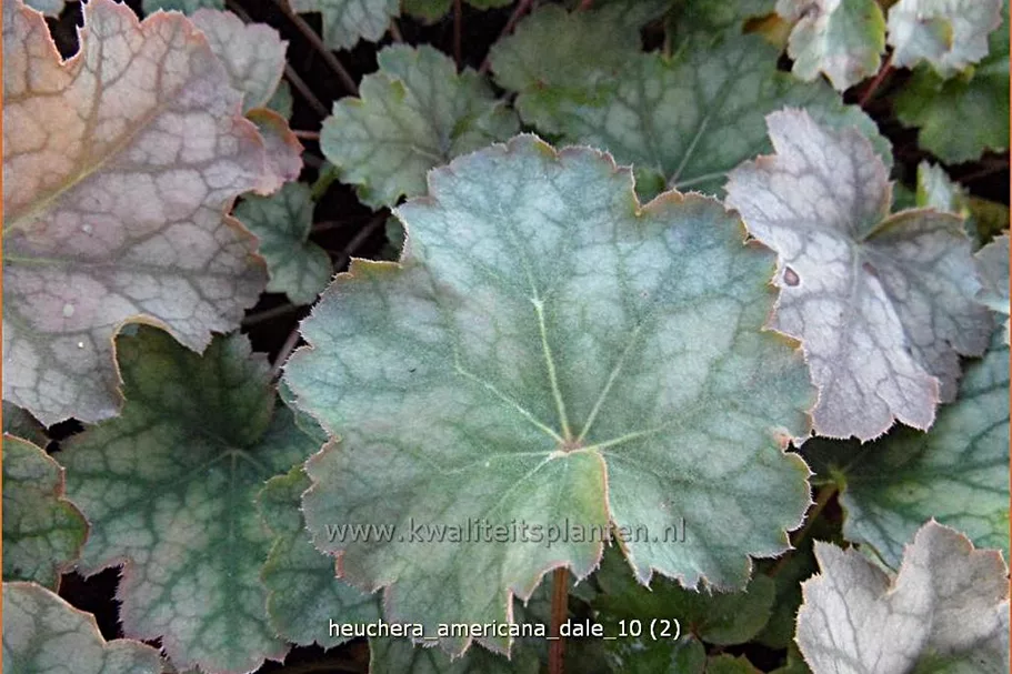 Heuchera americana 'Dale´s Strain'