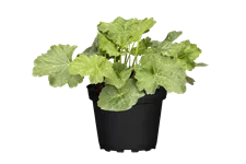 Heuchera americana 'Dale´s Strain'