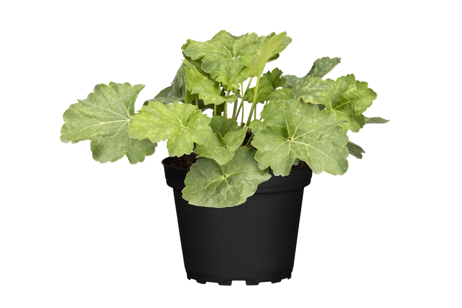 Heuchera americana 'Dale´s Strain'