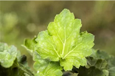 Heuchera villosa var. macrorrhiza