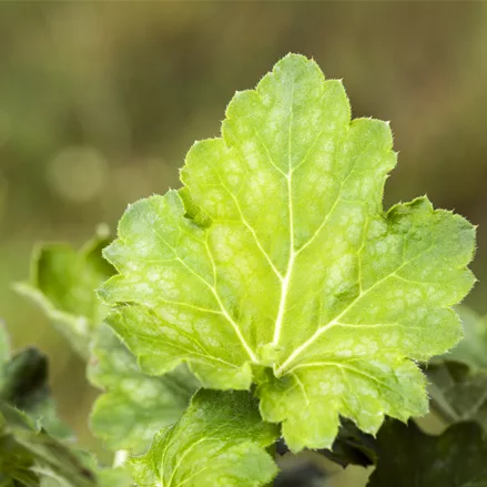 Heuchera villosa var. macrorrhiza