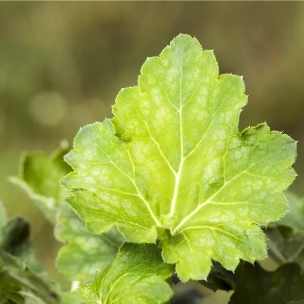 Heuchera villosa var. macrorrhiza
