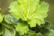 Heuchera americana 'Dale´s Strain'