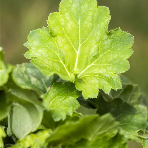 Heuchera americana 'Dale´s Strain'