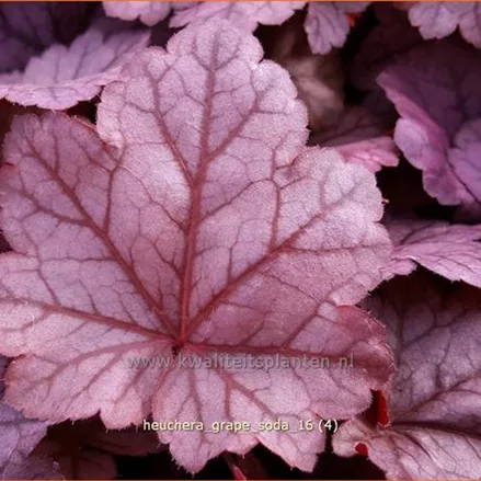 Heuchera 'Grape Soda'