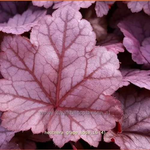 Heuchera 'Grape Soda'