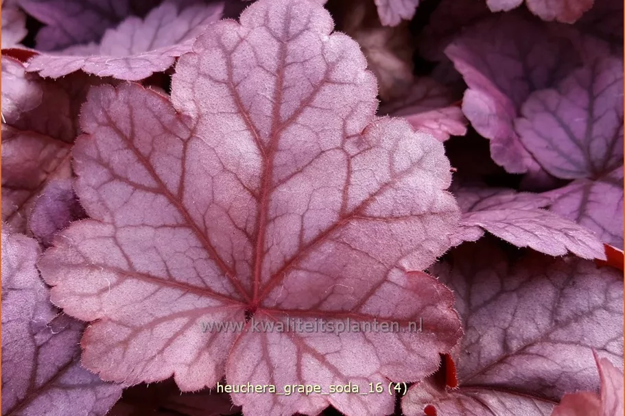 Heuchera 'Grape Soda'