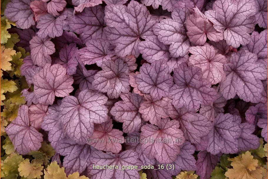 Heuchera 'Grape Soda'