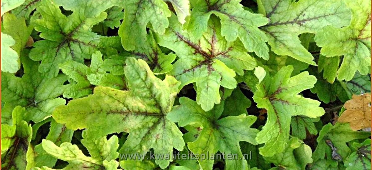 Heucherella alba 'Alabama Sunrise'(s)