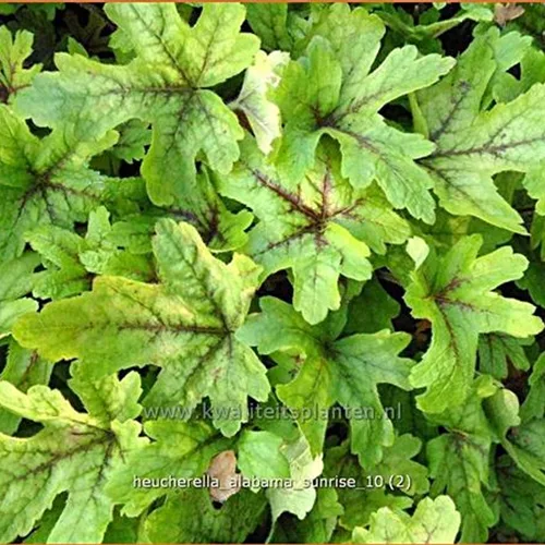 Heucherella alba 'Alabama Sunrise'(s)