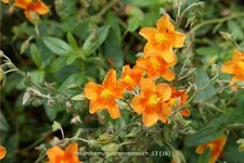 Helianthemum cultorum 'Bronzeteppich'