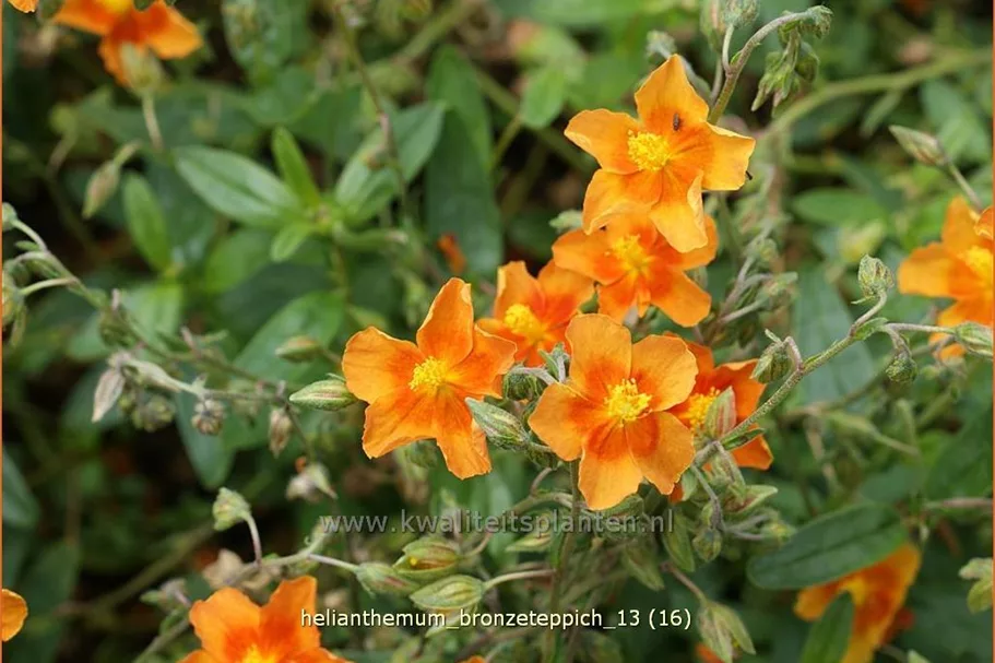 Helianthemum cultorum 'Bronzeteppich'