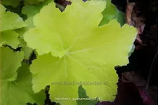 Heuchera 'Guacamole'
