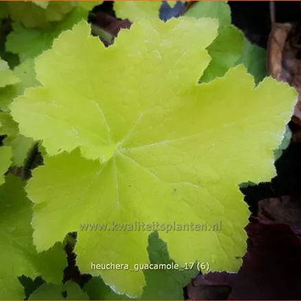 Heuchera 'Guacamole'