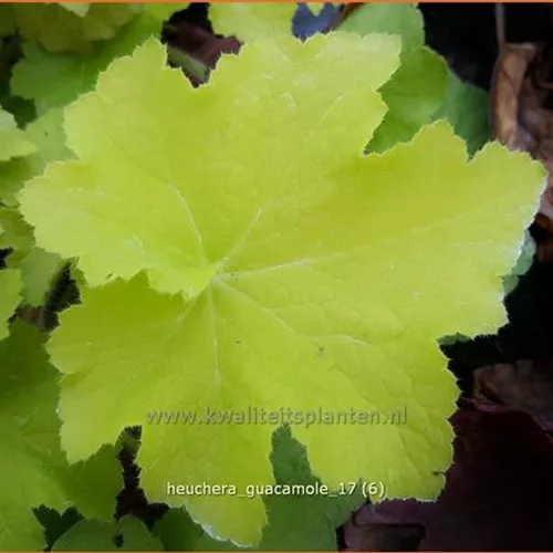 Heuchera 'Guacamole'