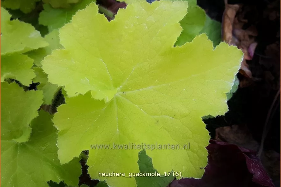 Heuchera 'Guacamole'