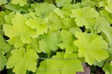 Heuchera 'Guacamole'