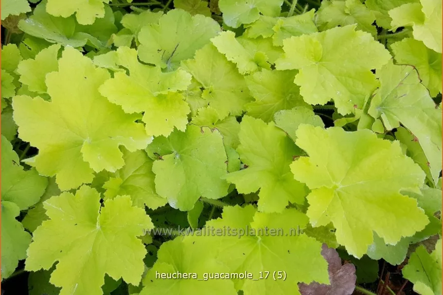 Heuchera 'Guacamole'