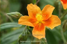 Helianthemum cultorum 'Bronzeteppich'