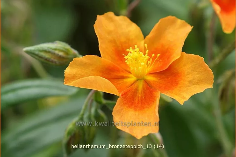 Helianthemum cultorum 'Bronzeteppich'