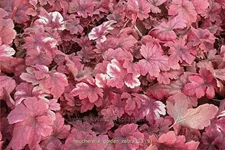 Heucherella alba 'Golden Zebra'