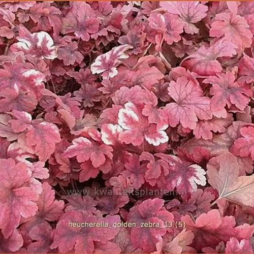 Heucherella alba 'Golden Zebra'