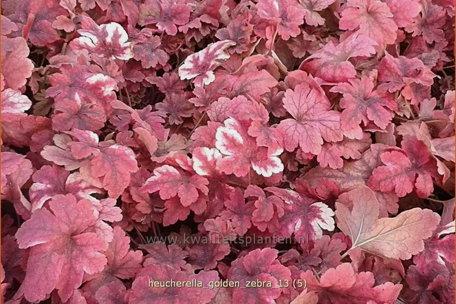 Heucherella alba 'Golden Zebra'