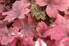 Heucherella alba 'Golden Zebra'