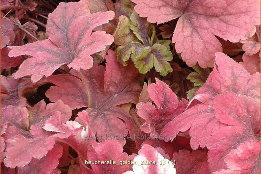 Heucherella alba 'Golden Zebra'