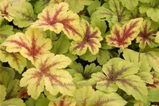 Heucherella alba 'Golden Zebra'