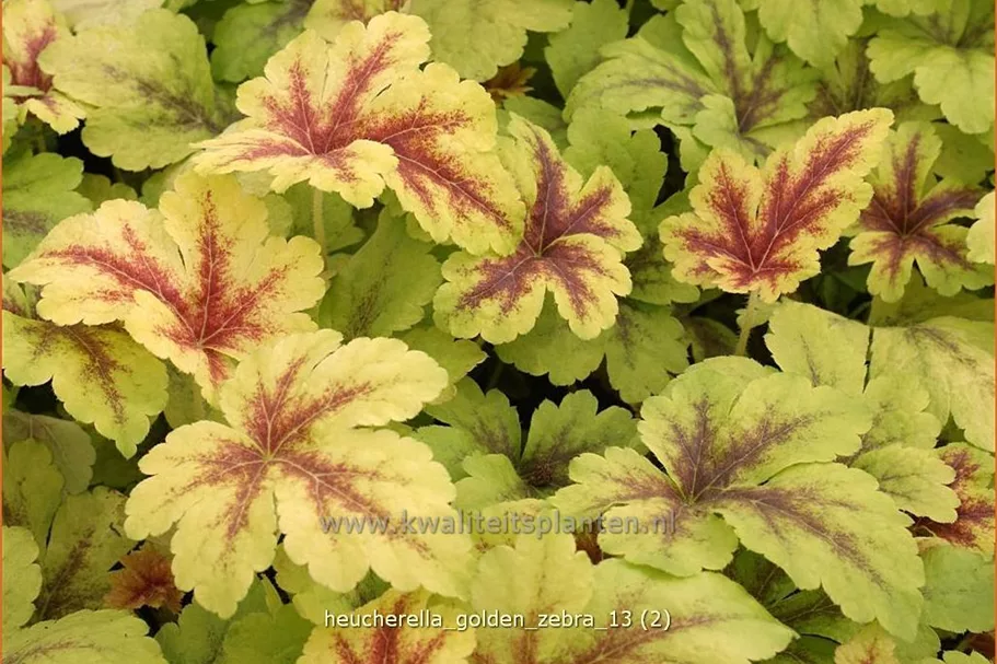 Heucherella alba 'Golden Zebra'