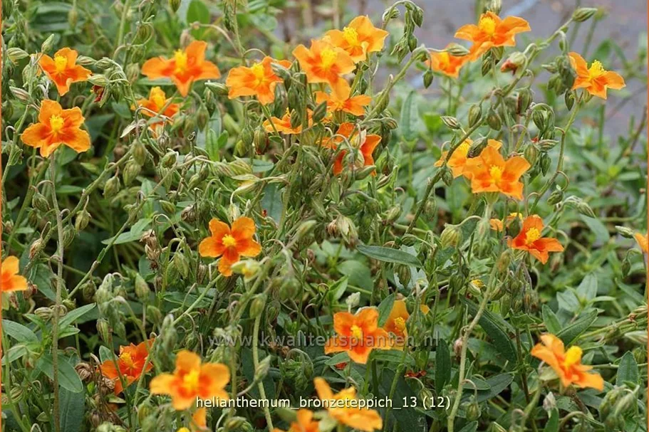 Helianthemum cultorum 'Bronzeteppich'