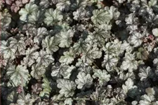 Heuchera 'Hollywood'