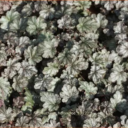 Heuchera 'Hollywood'