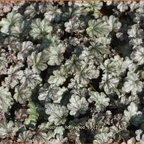 Heuchera 'Hollywood'
