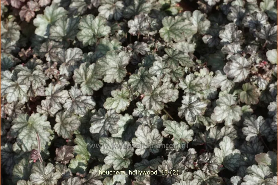 Heuchera 'Hollywood'