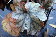 Heuchera 'Hollywood'
