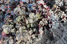 Heuchera 'Hollywood'