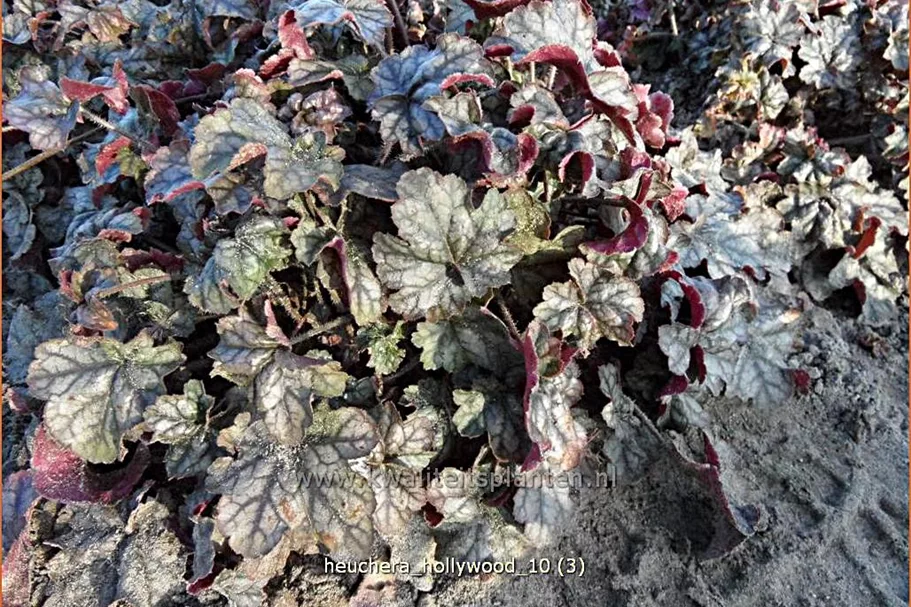 Heuchera 'Hollywood'