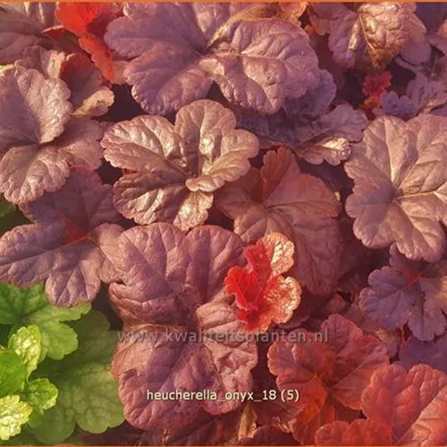 Heucherella 'Onyx'
