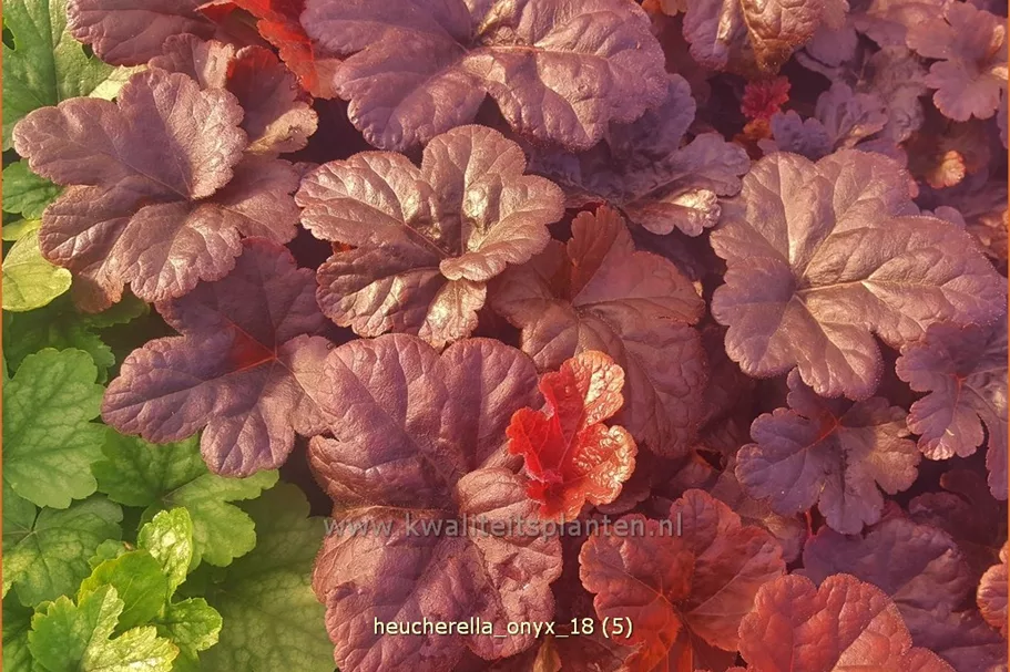 Heucherella 'Onyx'