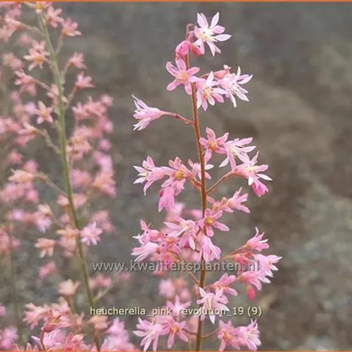 Heucherella tiarelloides 'Pink Revolution'