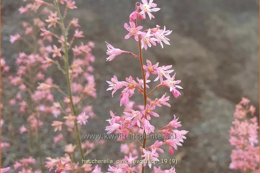 Heucherella tiarelloides 'Pink Revolution'
