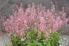 Heucherella tiarelloides 'Pink Revolution'